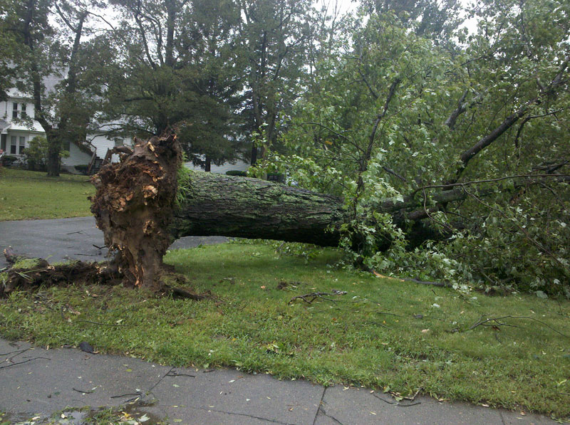 An uprooted tree in front of the Church of Christ Congregational, UCC, Millis
